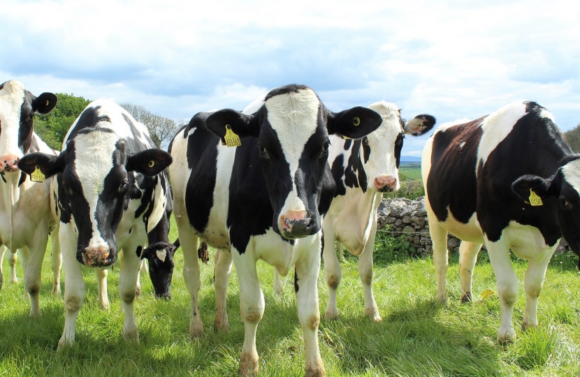 Holstein cattle.