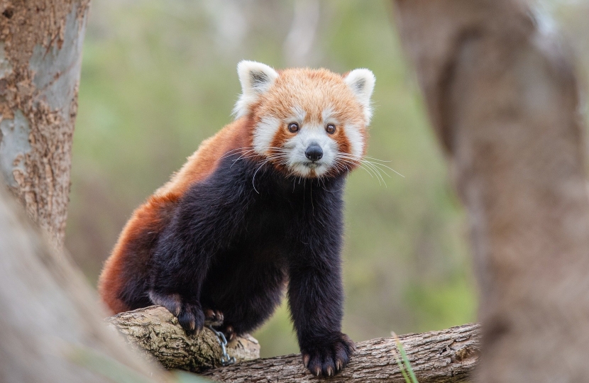A red panda.