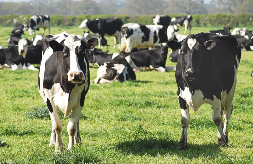 Dairy cattle in a field.