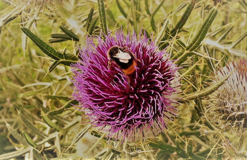A bee on a thistle.