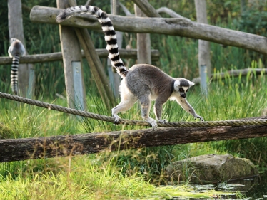 A ring-tailed lemur.